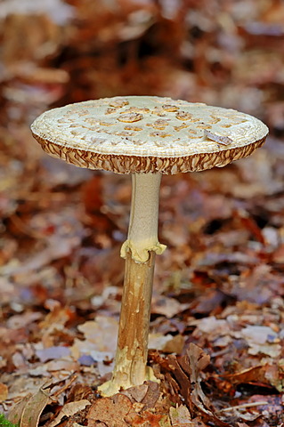 Shaggy parasol (Macrolepiota rhacodes), Gelderland, Netherlands, Europe