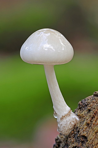 Porcelain fungus, beech tuft (Oudemansiella mucida), Gelderland, Netherlands, Europe