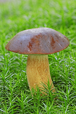 Bay bolete (Boletus badius, Xerocomus badius), Gelderland, Netherlands, Europe