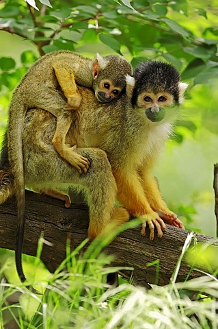 Black-capped squirrel monkey (Saimiri boliviensis), female with young, occurrence in Brazil and Bolivia, captive, Germany, Europe