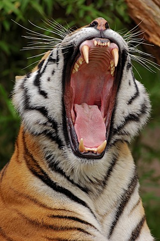 Siberian tiger (Panthera tigris altaica), yawning, portrait, from Asia, captive, Netherlands, Europe