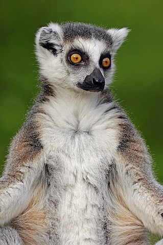 Ring-tailed lemur (Lemur catta), found in Madagascar, Africa, captive, Germany, Europe