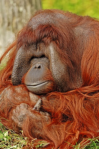 Bornean orangutan (Pongo pygmaeus), male, found in Borneo, Asia, captive, Germany, Europe