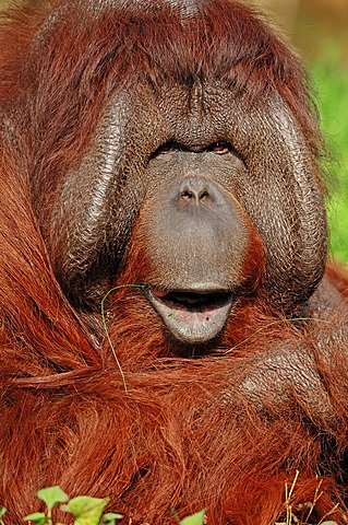 Bornean orangutan (Pongo pygmaeus), male, portrait, found in Borneo, Asia, captive, Germany, Europe