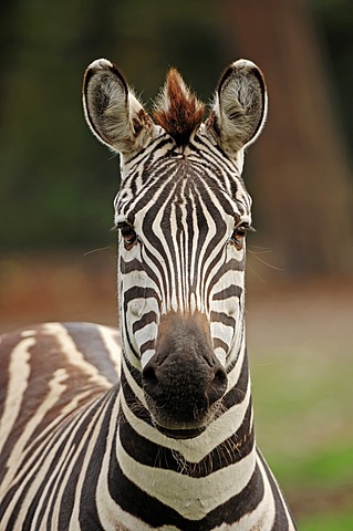 Grant's zebra (Equus quagga boehmi, Equus burchellii boehmi), portrait, found in Africa, captive, Germany, Europe