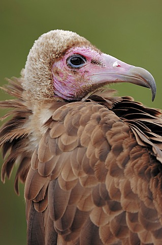 Hooded vulture (Necrosyrtes monachus, Neophron monachus), portrait, found in Africa, captive, Germany, Europe