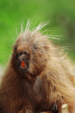 North American Porcupine (Erethizon dorsatum), portrait, native to North America, in captivity, Germany, Europe