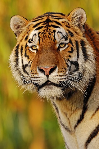 Siberian Tiger or Amur Tiger (Panthera tigris altaica), portrait, native to Asia, in captivity, Germany, Europe