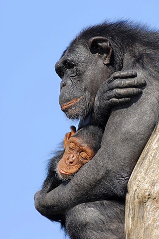 Chimpanzee (Pan troglodytes), female with young, native to Africa, in captivity, Netherlands, Europe