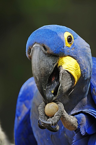 Hyacinth Macaw (Anodorhynchus hyacinthinus), portrait, native to South America, in captivity, Germany, Europe