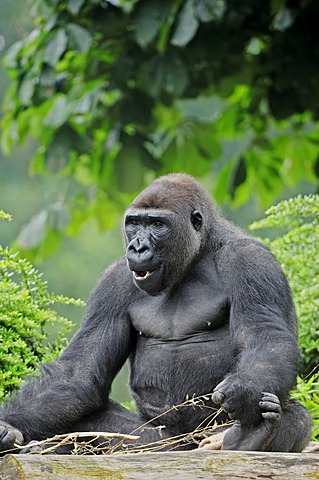 Western Lowland Gorilla (Gorilla gorilla gorilla), male, native to Africa, in captivity, Netherlands, Europe