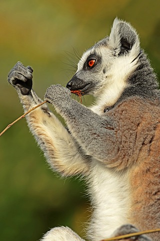 Ring-tailed Lemur (Lemur catta), native to Madagascar, in captivity, North Rhine-Westphalia, Germany, Europe