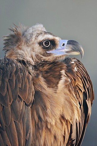 Cinereous Vulture, Black Vulture or Monk Vulture (Aegypius monachus), portrait, native to Southern Europe and Central Asia, in captivity, North Rhine-Westphalia, Germany, Europe