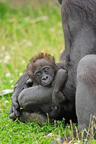 Western Lowland Gorilla (Gorilla gorilla gorilla), juvenile, native to Africa, in captivity, Netherlands, Europe