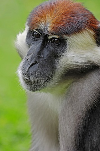 Red-capped Mangabey, Cherry Crowned Mangabey or White-collared Mangabey (Cercocebus torquatus), male, portrait, native to Africa, in captivity, France, Europe