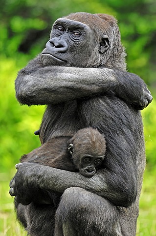 Western Lowland Gorilla (Gorilla gorilla gorilla), female with young, native to Africa, in captivity, Netherlands, Europe