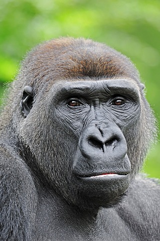 Western Lowland Gorilla (Gorilla gorilla gorilla), male, portrait, native to Africa, in captivity, Netherlands, Europe