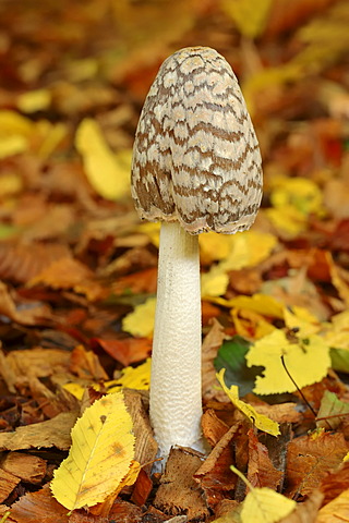 Magpie Ink Cap (Coprinus picaceus), North Rhine-Westphalia, Germany, Europe