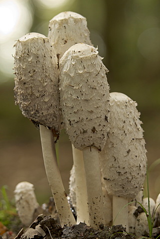 Shaggy Ink Cap, Lawyer's Wig or Shaggy Mane (Coprinus comatus), Bergisches Land, North Rhine-Westphalia, Germany, Europe