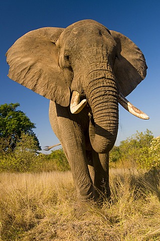African elephant (Loxodonta africana), Hazyview Elephant Sanctuary, Mpumalanga, South Africa, Africa