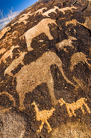 Petroglyphs, rock engravings of the Bushmen or San, elephants, near Kenhardt, Northern Cape, South Africa, Africa