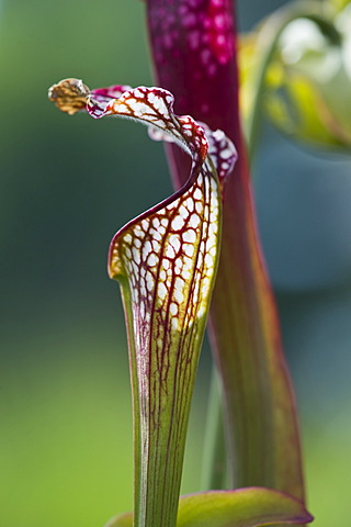 Pitcher plant (Sarracenia), carnivorous plant