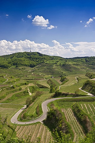 Vineyards near Oberbergen, Kaiserstuhl low mountain range, Baden-Wuerttemberg, Germany, Europe