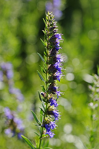 Herb Hyssop (Hyssopus officinalis)