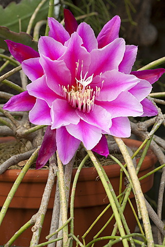 Blossom, epicactus (Epiphyllum Pegasus), Botanical Garden, Bochum, Ruhr area, North Rhine-Westphalia, Germany, Europe