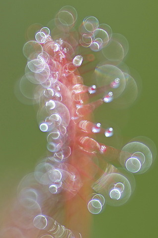 Oblong-leaved Sundew or Spoonleaf Sundew (Drosera intermedia), Haren, Emsland, Lower Saxony, Germany, Europe