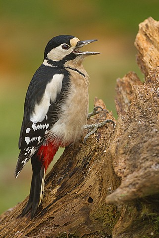 Great Spotted Woodpecker (Dendrocopos major), Limburg an der Lahn, Hesse, Germany, Europe