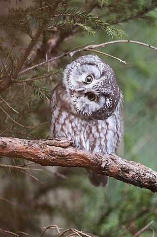 Boreal owl (Aegolius funereus) perched on a branch, Tyrol, Austria, Europe