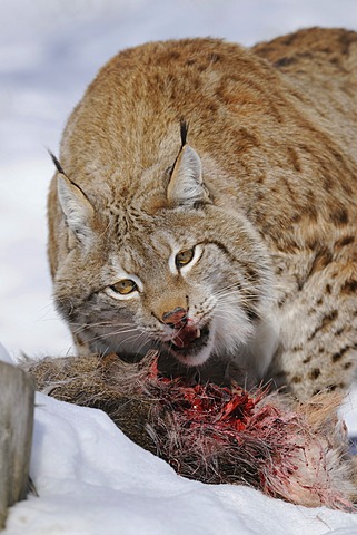 Lynx (Lynx lynx), male feeding on prey, roe deer (Capreolus capreolus), enlosure, captive, Thuringia, Germany, Europe