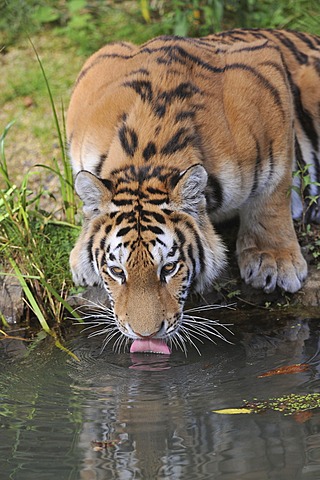 Siberian tiger, Amur tiger (Panthera tigris altaica), drinking, zoo, Lower Saxony, Germany, Europe