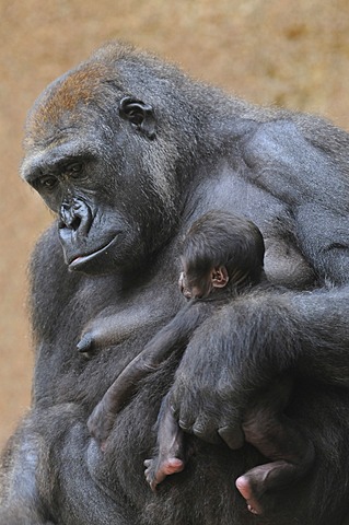 Western Lowland Gorilla (Gorilla gorilla gorilla), mother and baby, captive, African species, zoo animals, Lower Saxony, Germany, Europe