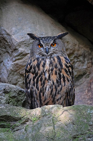 Eurasian Eagle-Owl (Bubo bubo), captive, Bavarian Forest National Park, Bavaria, Germany, Europe