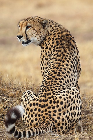 Cheetah (Acinonyx jubatus), back