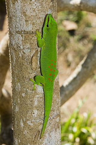 Madagascar Giant Day Gecko (Phelsuma madagascariensis grandis), Madagascar, Africa