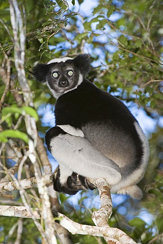 Indri or Babakoto (Indri indri) sitting in a tree, Perinet Analamazoatra Reserve, Madagascar, Africa