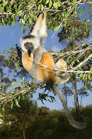 Diademed Sifaka (Propithecus diadema) hanging in a tree, Endangered, IUCN 2008, Perinet Nature Reserve, Madagascar, Africa