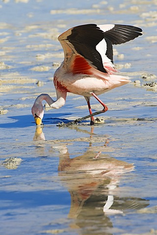 Puna or JamesÂ’s Flamingo (Phoenicoparrus jamesi), Laguna Hedionda, Potosi, Bolivia, South America