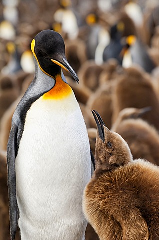 King penguin (Aptenodytes patagonicus) feeding a chick, St. Andrews Bay, South Georgia Island