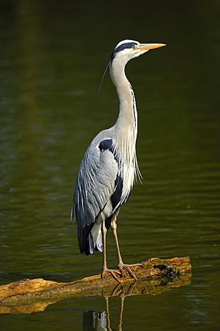 Grey Heron (Ardea cinerea) perched on a tree trunk in a lake