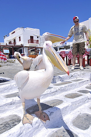 Pelican and tourist in Mykonos, Cyclades, Greece, Europe