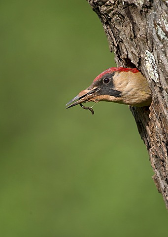 European Green Woodpecker (Picus viridis), Bitburg, Eifel region, Rhineland-Palatinate, Germany, Europe