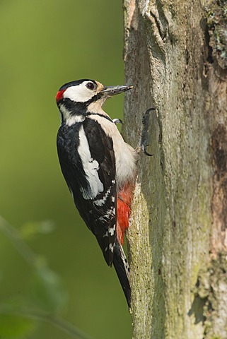 Great Spotted Woodpecker (Dendrocopos major), Bitburg, Rhineland-Palatinate, Germany, Europe