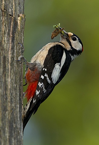 Great Spotted Woodpecker (Dendrocopos major), Bitburg, Rhineland-Palatinate, Germany, Europe