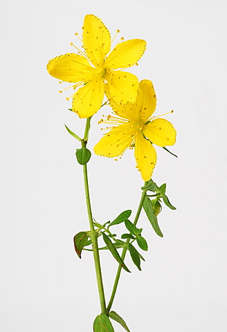 St John's wort, Tipton's Weed, Chase-devil, or Klamath weed (Hypericum perforatum), medicinal plant