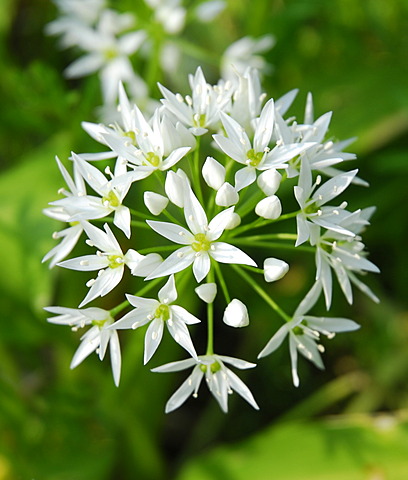 Wild garlic or Ramsons (Allium ursinum), flower