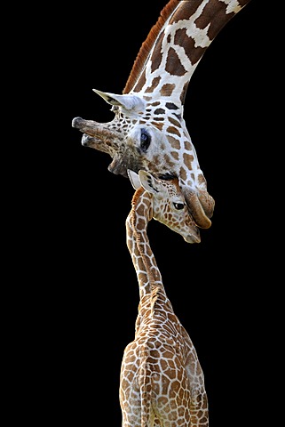 Somali Giraffes or Reticulated Giraffes (Giraffa camelopardalis reticulata), mother and young, 2 weeks old, symbolic image for connection, tender touch